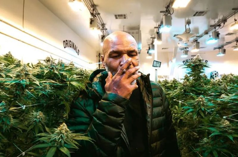 Mike Tyson possui império de maconha nos EUA