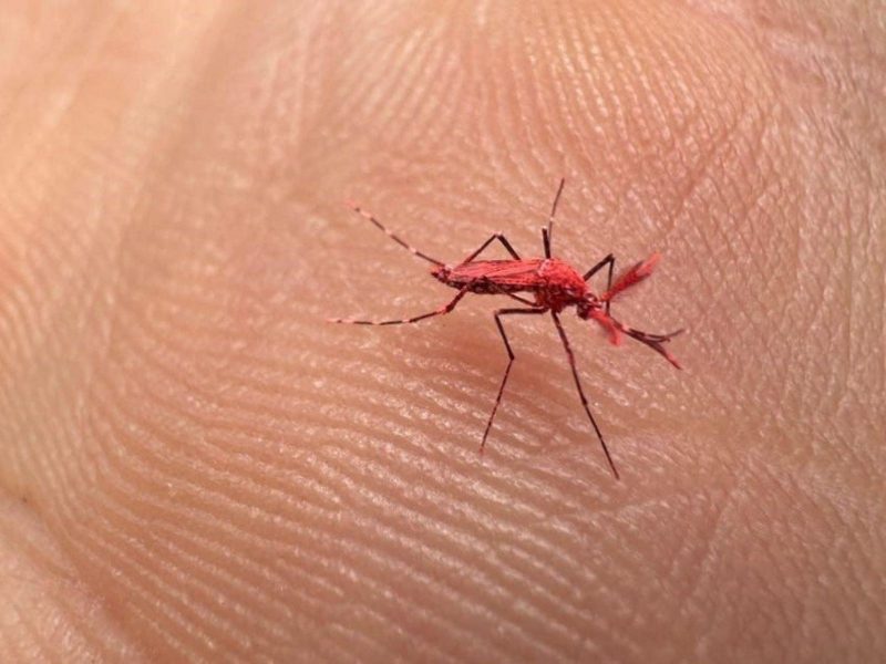 Mosquitos vermelhos para combater vírus da dengue