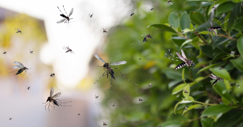 Plantas que atraem mosquitos: Saiba como evitar a proliferação de mosquito nas plantas &#8211; Foto: Canva/Divulgação/ND