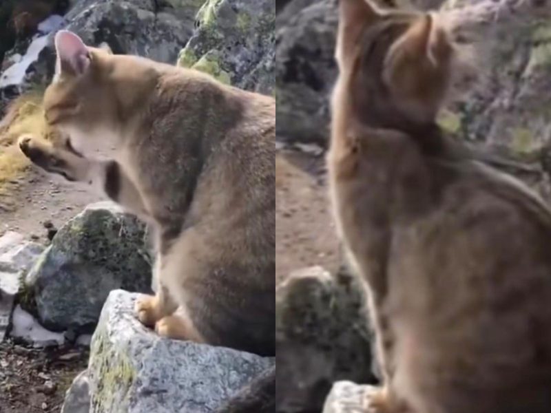 A imagem mostra um gato listrado se lambendo em cima de pedras