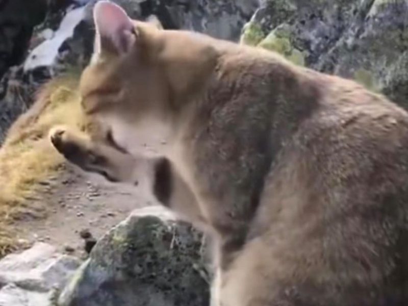 A imagem mostra um gato listrado se lambendo e cima de pedras.