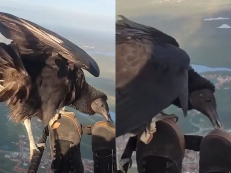 A imagem mostra um ururbu nos pés de um homem voando de parapente.