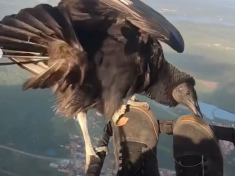 A imagem mostra um urubu nos pés de um homem voando de parapente.