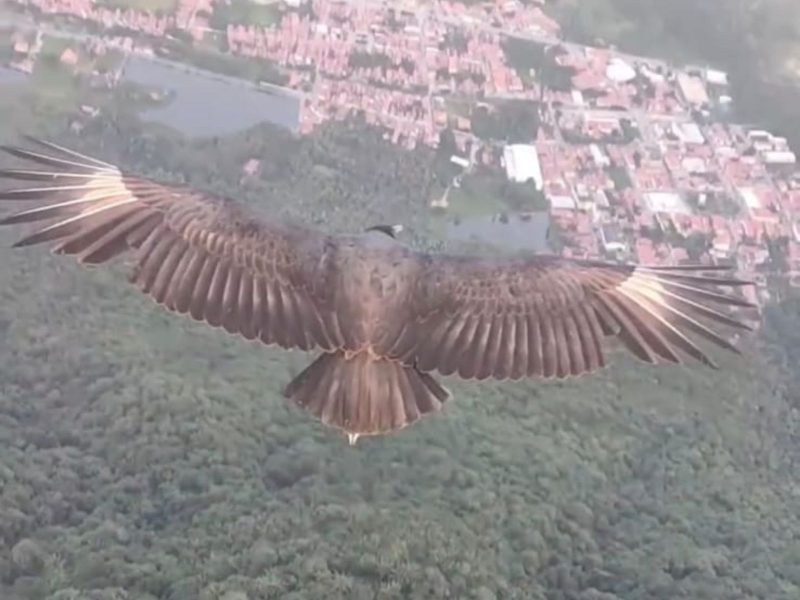 A imagem mostra um urubu voando sobre uma cidade.