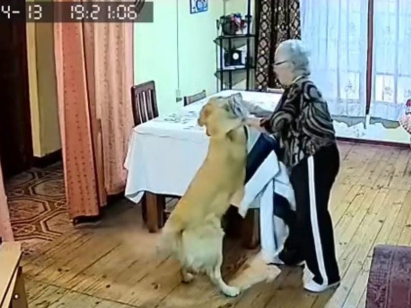 A imagem mostra um Golden Retriever e uma senhora em uma casa.