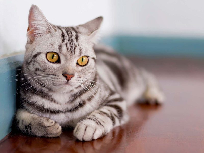 A imagem mostra o gato da raça American Shorthair.