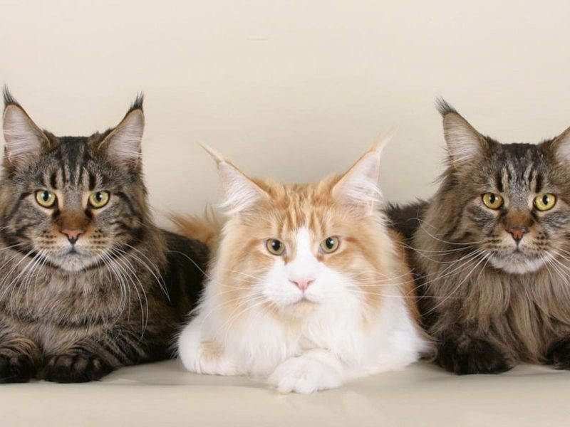 A imagem mostra três gatos da raça Maine Coon.