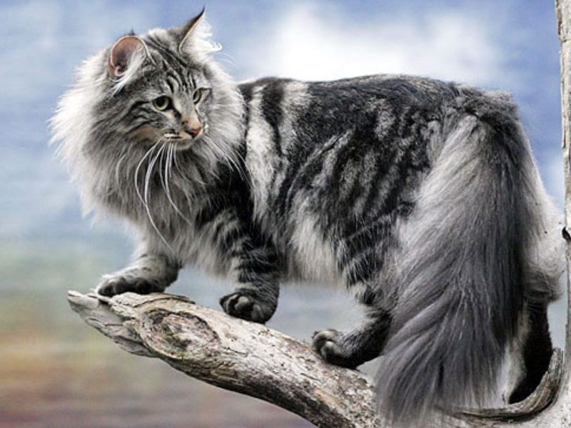 A imagem mostra um gato da raça Norueguês da Floresta.