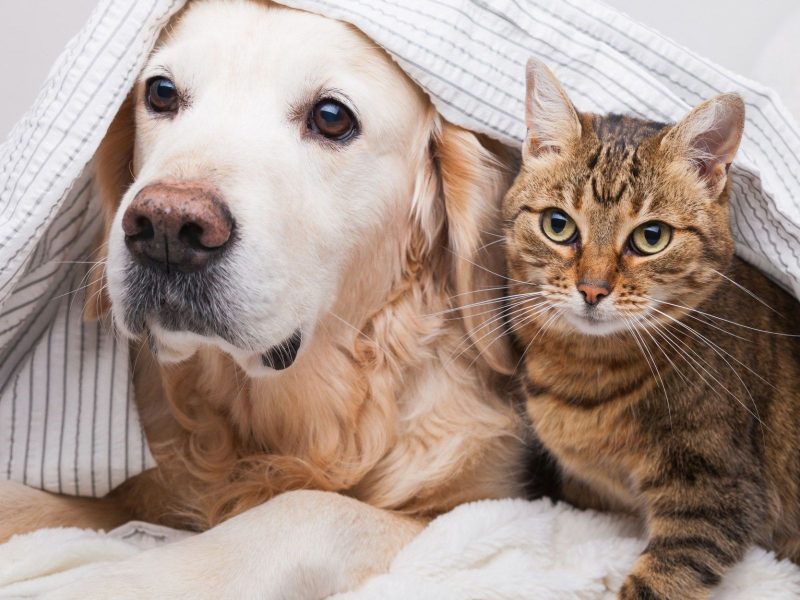 A imagem mostra um cachorro da raça Golden e um gato embaixo de uma coberta listrada.