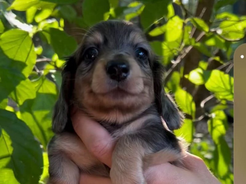 A imagem mostra um filhote de mini dachshund sorrindo.