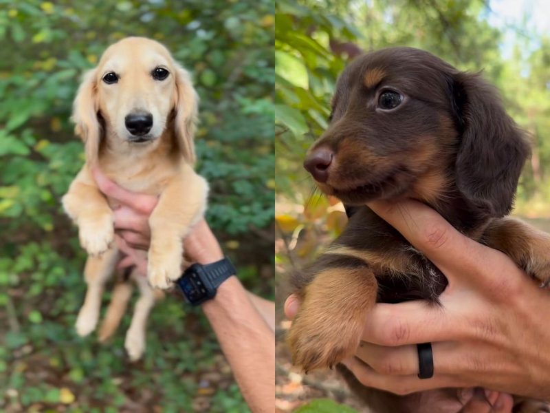 A imagem mostra dois cachorros da raça Dachshund nas mãos de uma pessoa.