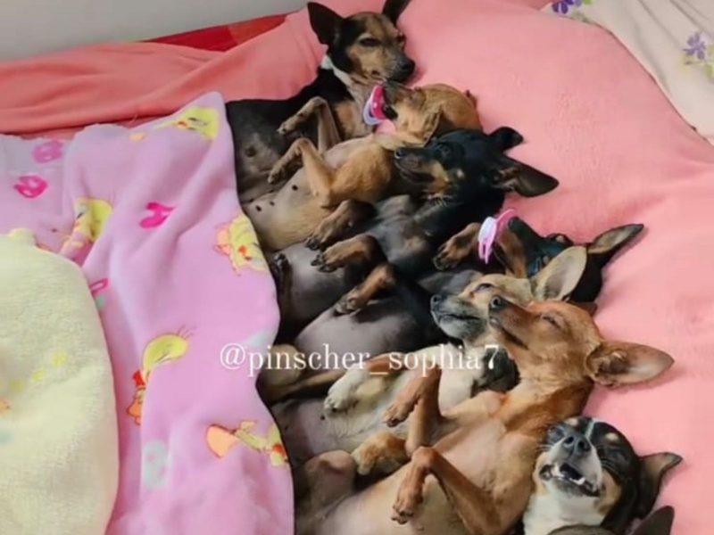 A imagem mostra pinschers deitados na cama dormindo.