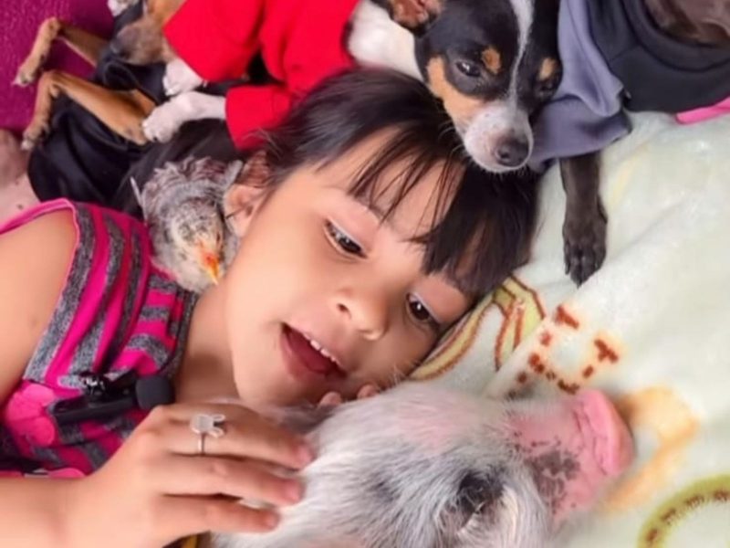 A imagem mostra uma menina deitada na cama com um cachorro, porco e pintinho