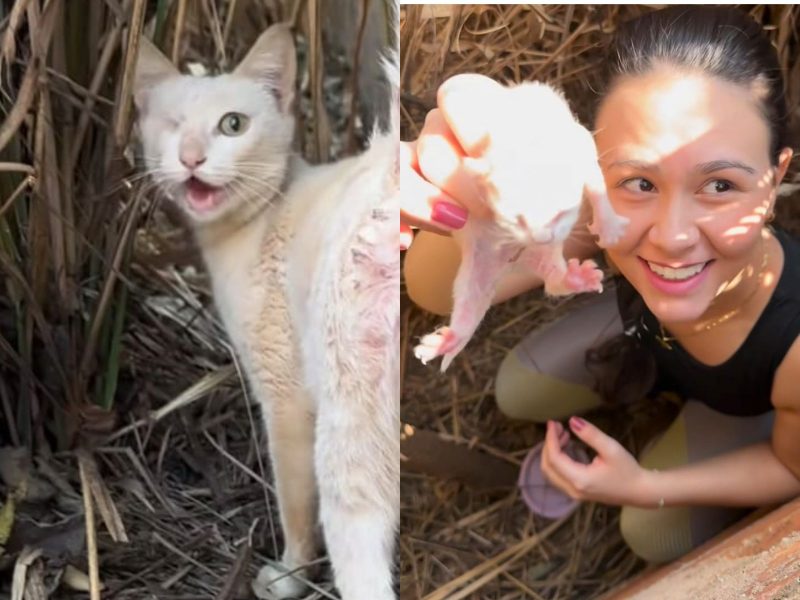 A imagem mostra uma gata recém parida sem um olho branca e uma mulher segurando um filhote de gato.