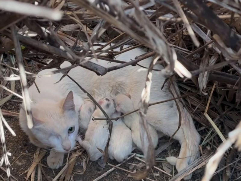 A imagem mostra uma gata branca com filhotes em meio ao mato.