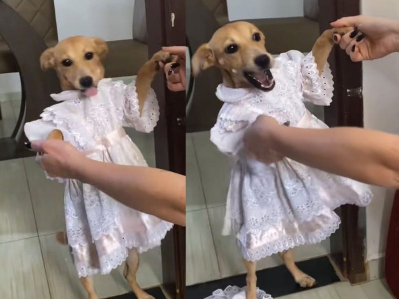 A imagem mostra uma cadela de vestido.