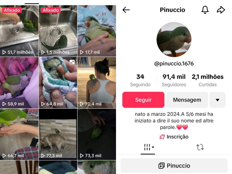 A imagem mostra um perfil no TikTok de um papagaio.