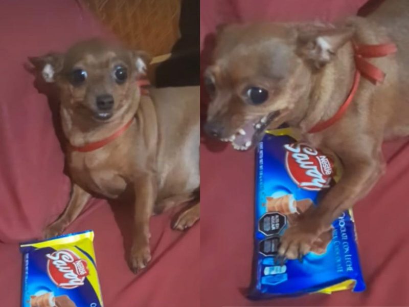  A imagem mostra uma pinscher com uma barra de chocolate.