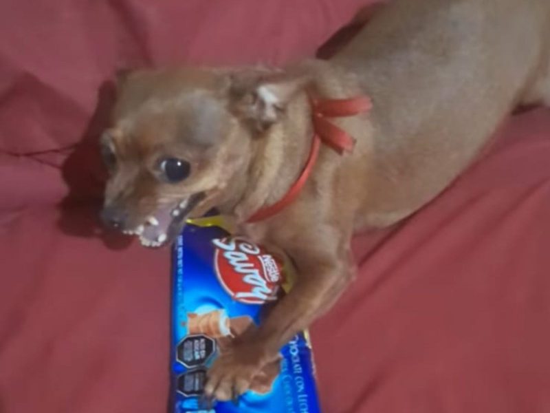 A imagem mostra uma pinscher raivosa com uma barra de chocolate.