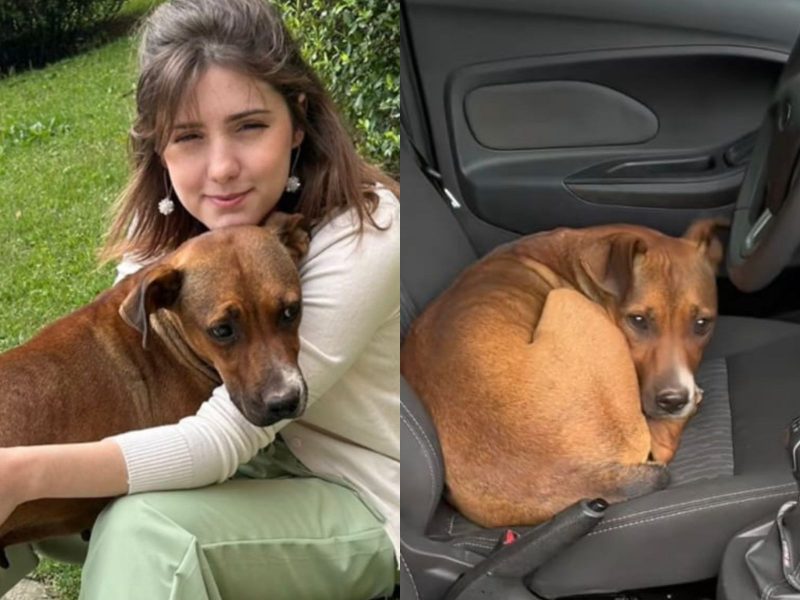 A imagem mostra uma mulher com uma cachorra sentadas no gramado e a cachorra dentro do carro deitada no banco do motorista.