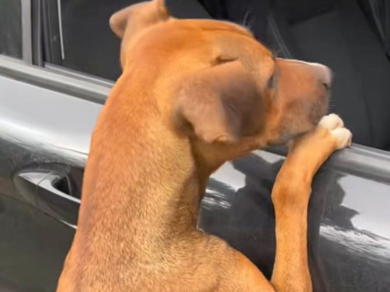 A imagem mostra uma cachorra olhando para dentro de um carro pela janela.