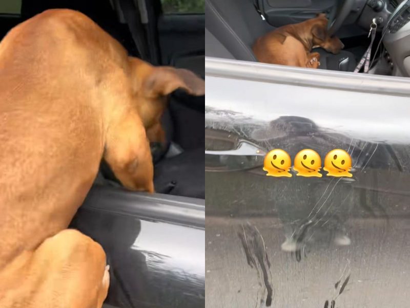 A imagem mostra um cão pulando dentro de um carro e o veículo arranhado.