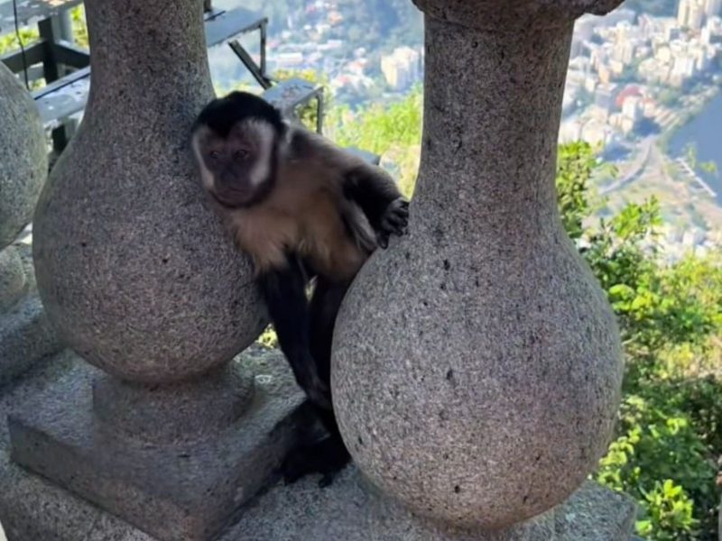 A imagem mostra um macaco-prego entre pilares de uma cerca.