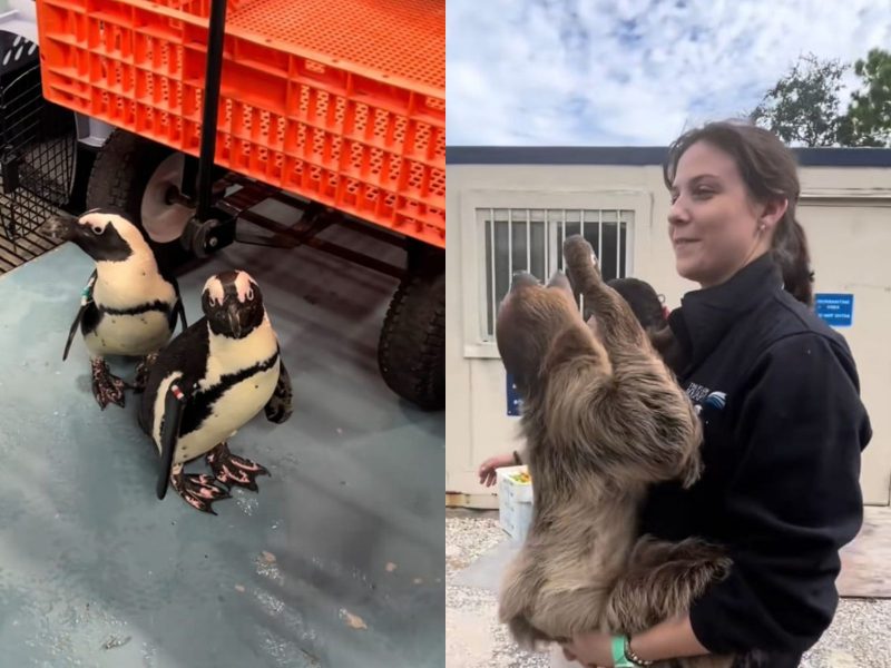 A imagem mostra pinguins e bicho-preguiça no colo de uma mulher. Eles precisaram ser evacuados de um zoológico devido ao Furacão Milton.