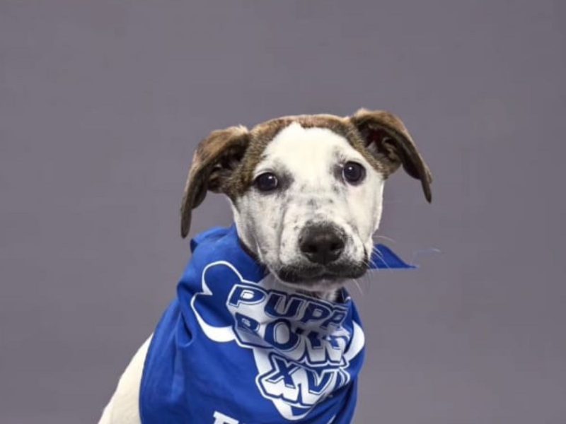 A imagem mostra um cachorro branco com marrom com um lenço azul