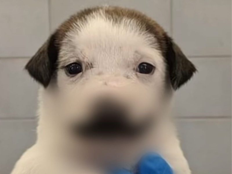 A imagem mostra um filhote de cachorro branco e marrom com o fucinho desfocado.