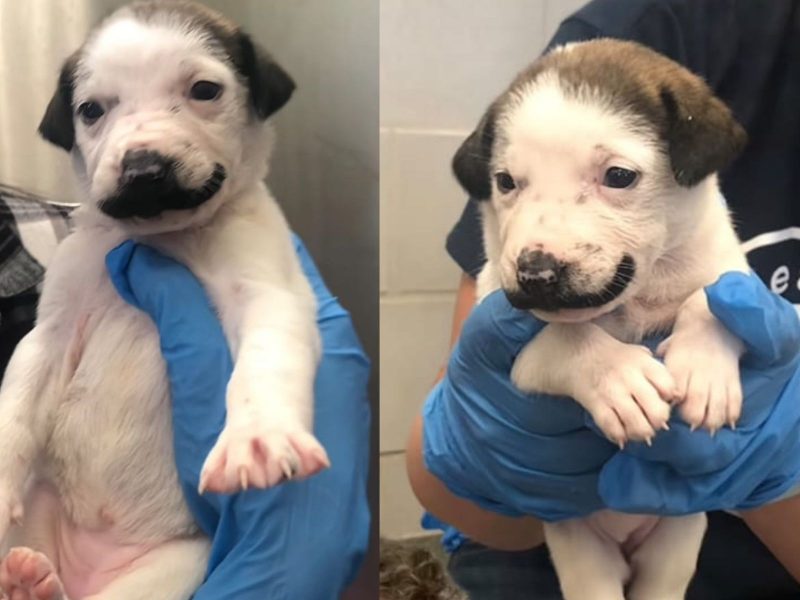 A imagem mostra um filhote de cachorro nas mãos de uma pessoa com luvas.