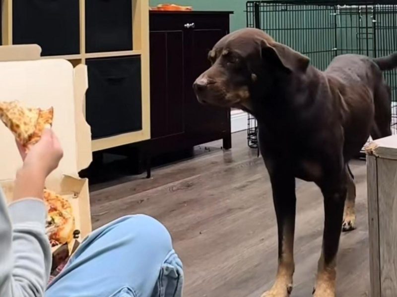 A imagem mostra um cachorro marrom e uma pessoa com pizza.