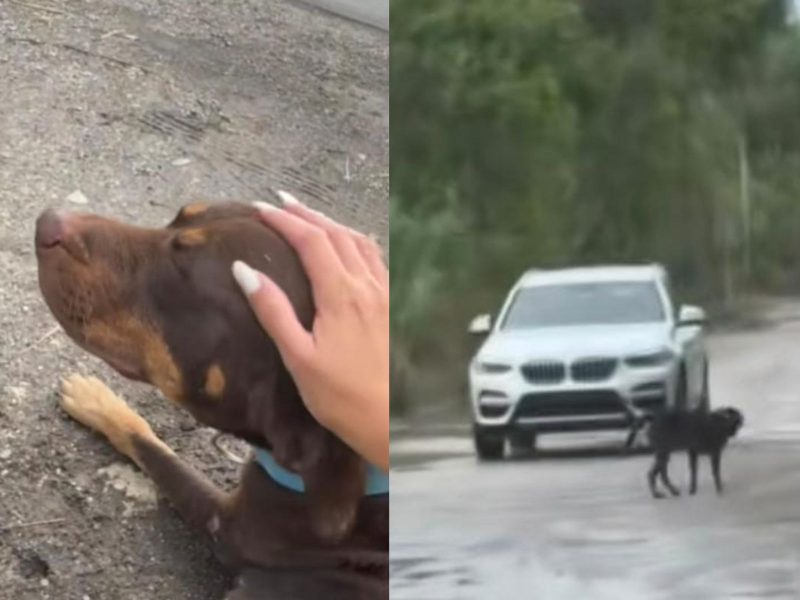 A imagem mostra um cachorro e um carro na rua.