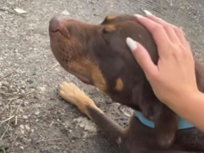 A imagem mostra um cachorro recebendo carinho.