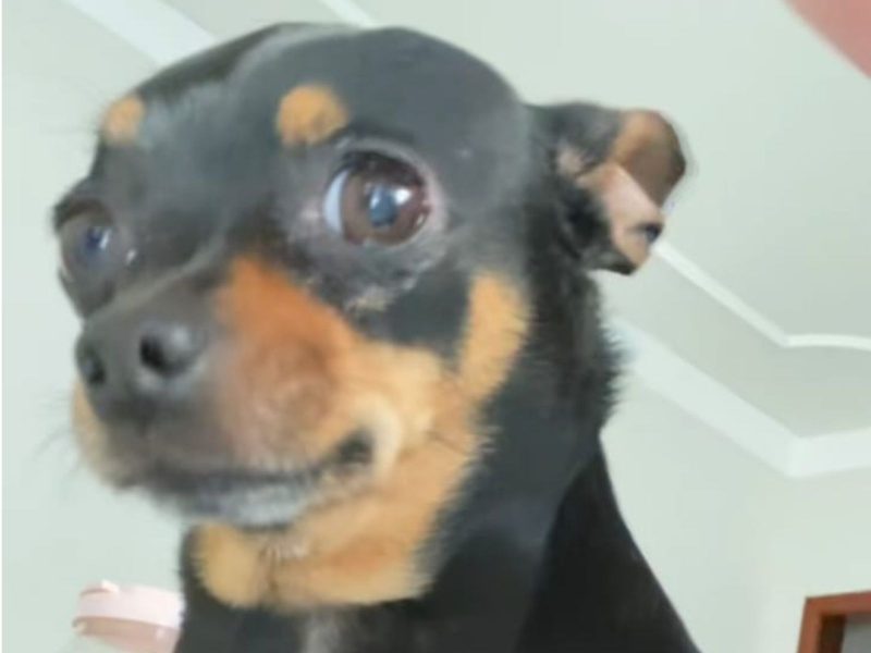 A imagem mostra um cachorro da raça pinscher, preto e marrom.