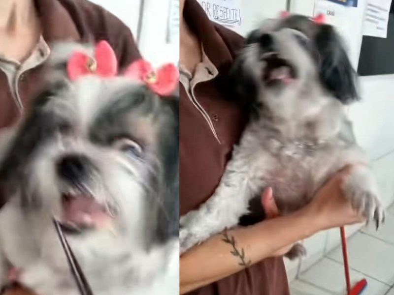 A imagem mostra um cão da raça Shih Tzu.