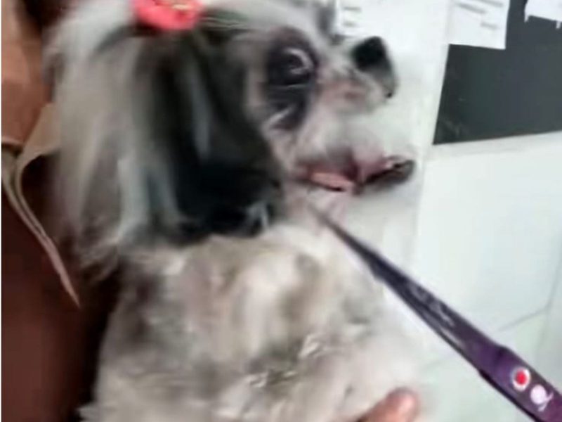 A imagem mostra um cão da raça Shih Tzu.