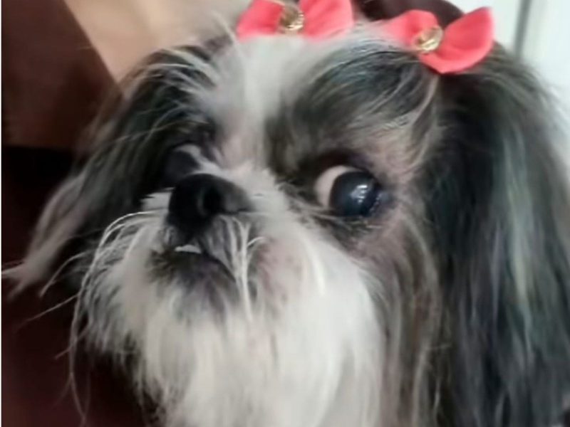 A imagem mostra uma cachorra da raça Shih Tzu.