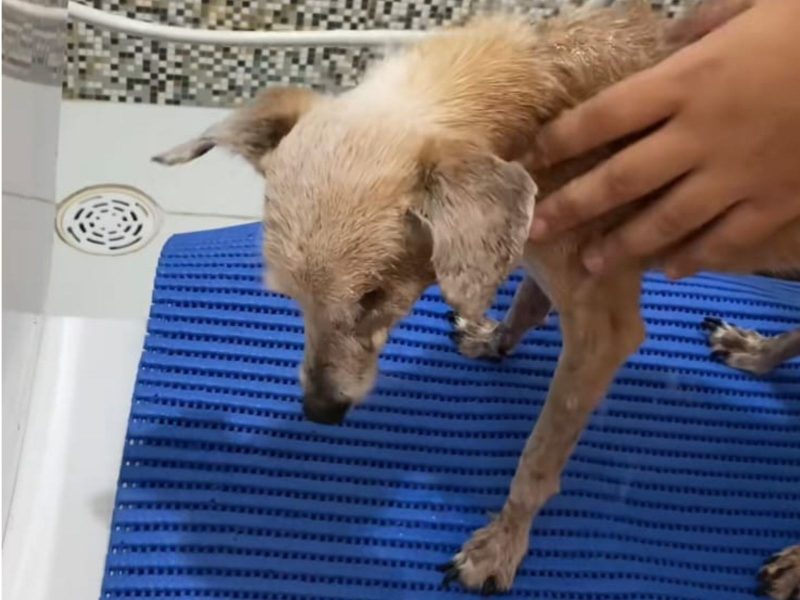 A imagem mostra um cachorro idoso em um tapete azul no banheiro.