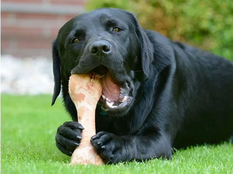 A imagem mostra um labrador preto comendo um osso.