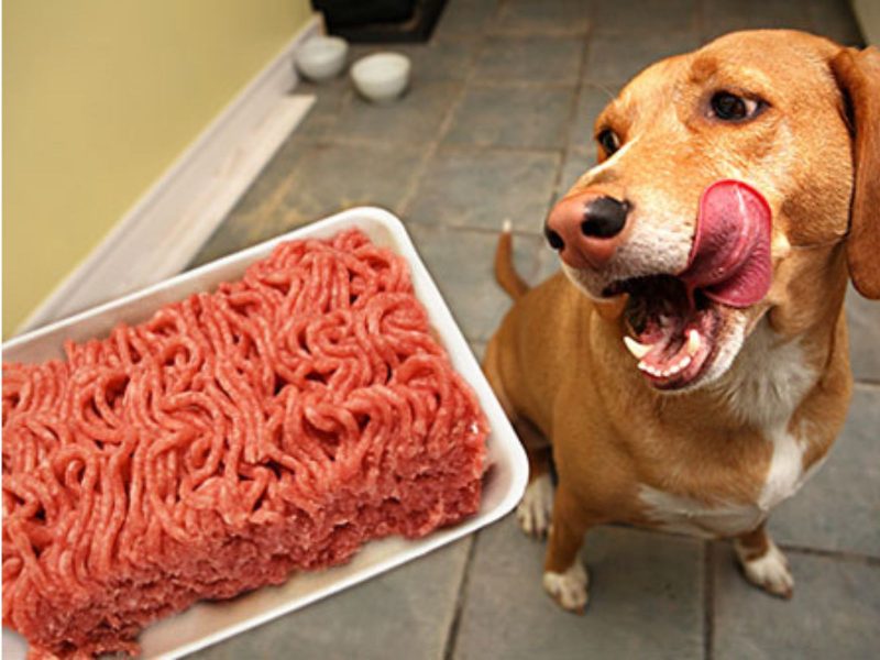 A imagem mostra um cachorro marrom claro e carne moída.