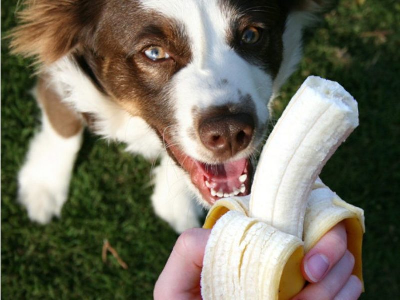 A imagem mostra um cão branco e marrom com uma banana.