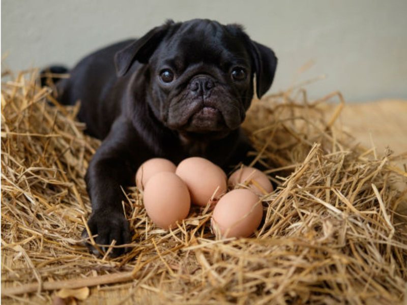 A imagem mostra um pug com ovos em cima de palha.