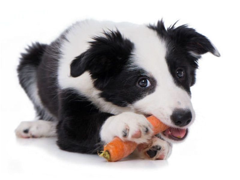 A imagem mostra um Border Collie com uma cenoura.