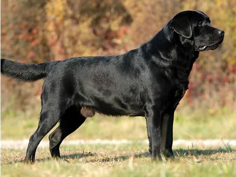 A imagem mostra um cão da raça labrador retriever, uma das mais perigosas e bravas.