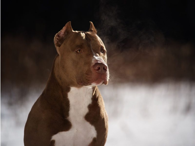 A imagem mostra um pitbull, que inclui a lista de raças de cachorros perigosas 