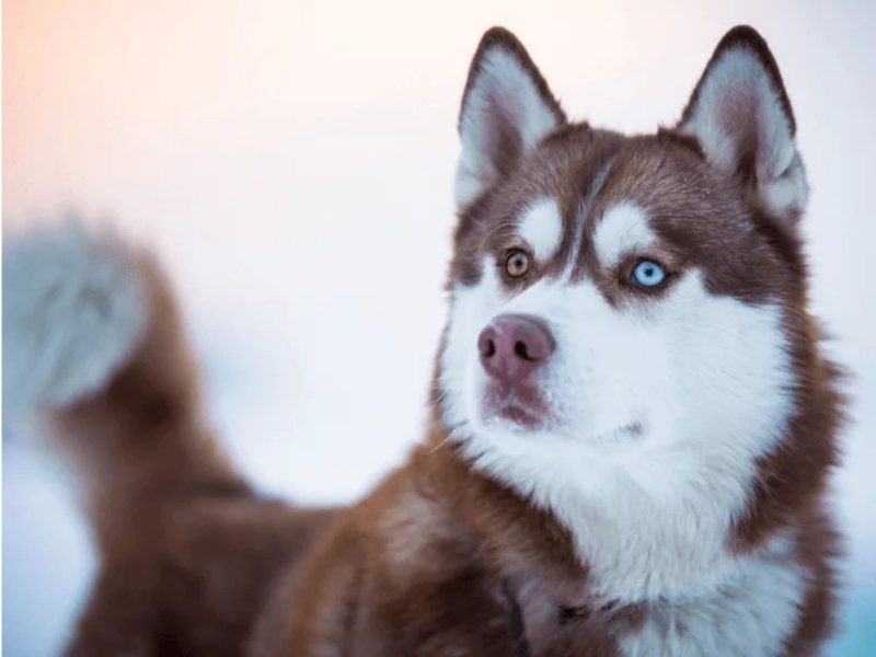 A imagem mostra um cão da raça husky.