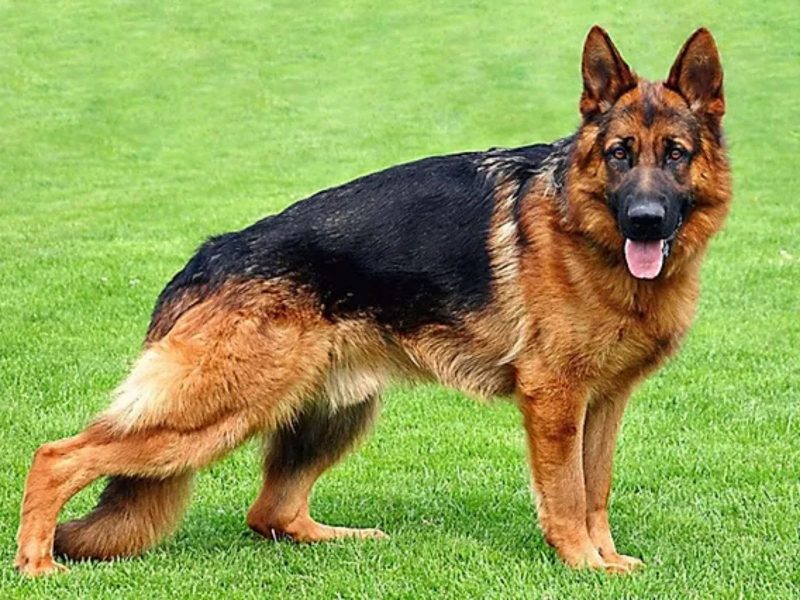 A imagem mostra um cão pastor, ou pastor alemão, em um gramado.