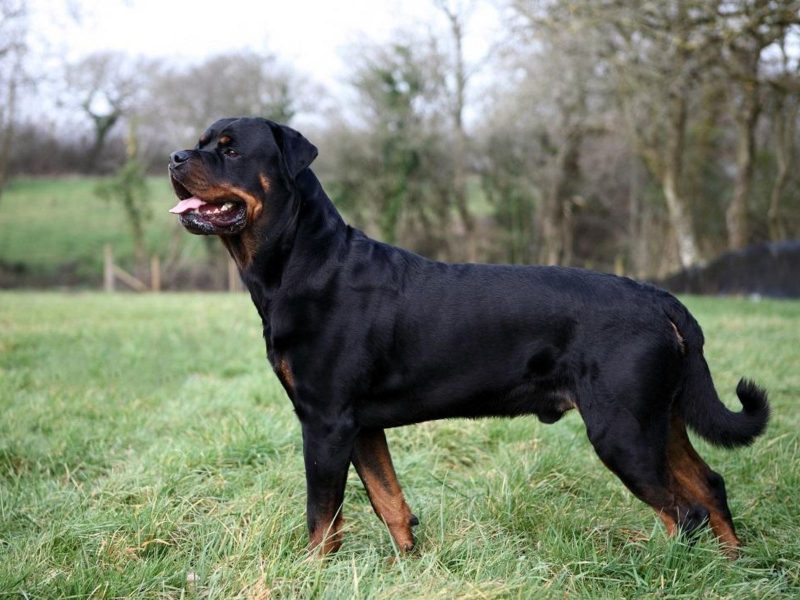 A imagem mostra um rottweiler em um gramado.