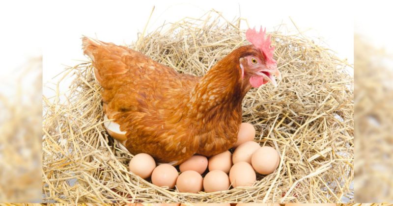 ¿Qué fue primero, el huevo o la gallina? Los científicos revelan